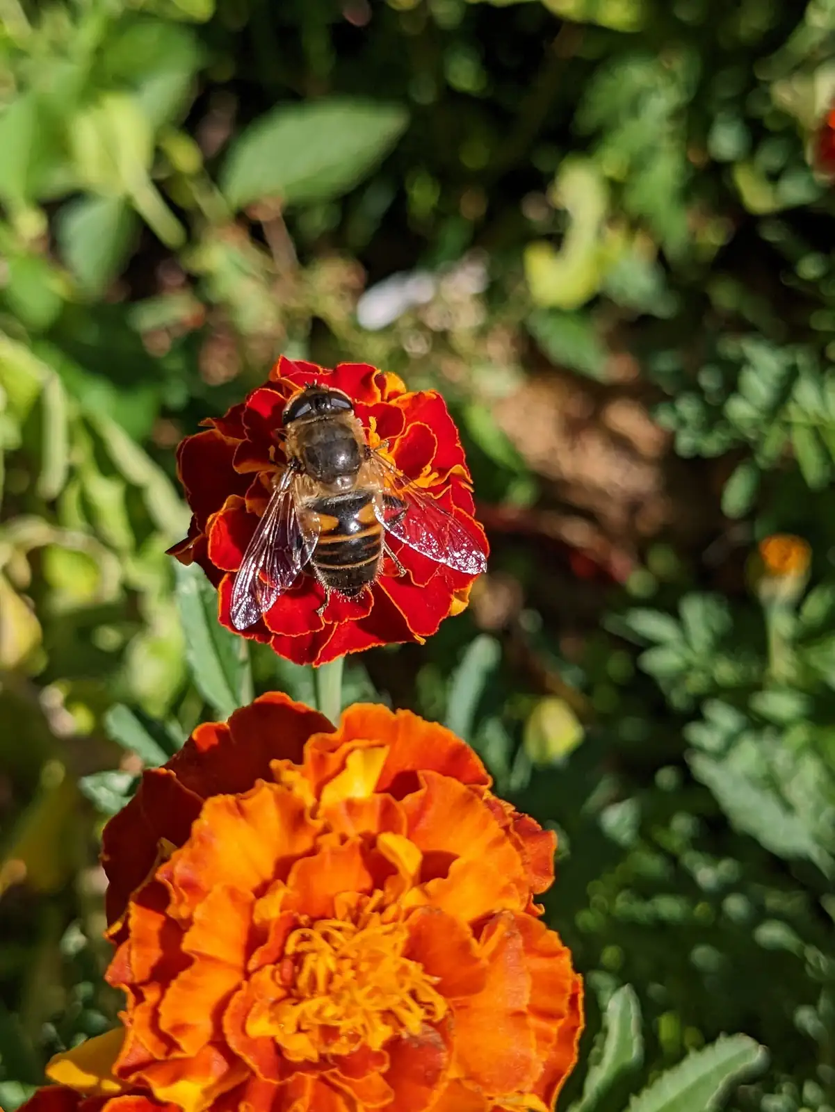 hoverfly on marigold flower