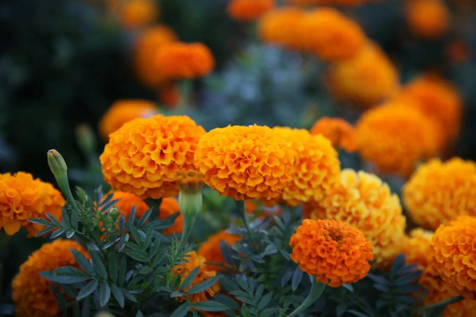 别把万寿菊当金盏花！一文分清Tagetes vs. Calendula，可食与安全边界