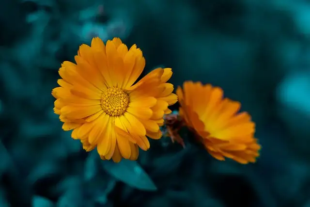 tagetes and calendula flowers comparison