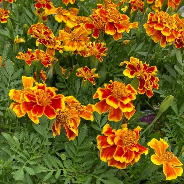 tagetes patula bicolor border planting
