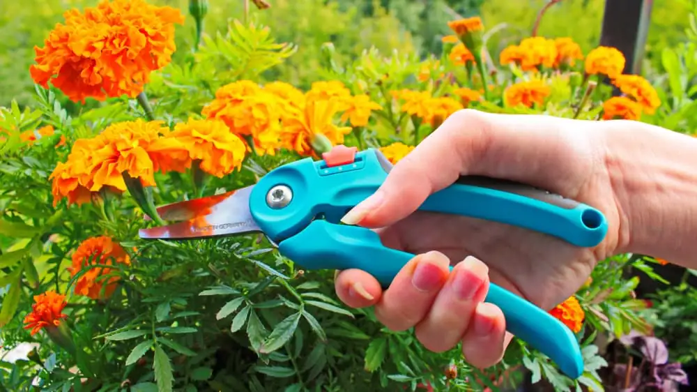 tagetes deadheading with scissors
