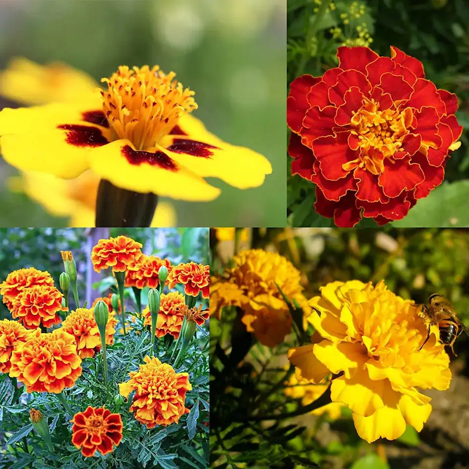 marigold edge watering morning