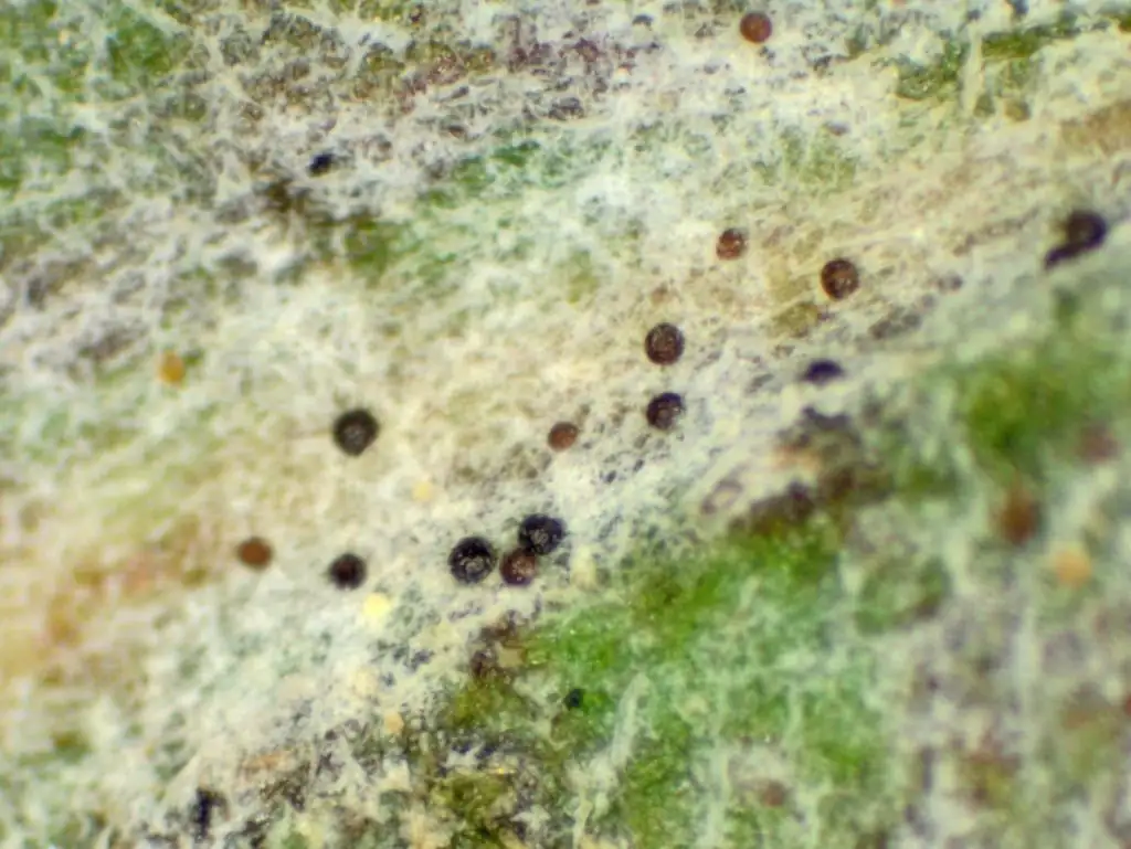 marigold powdery mildew leaf close-up