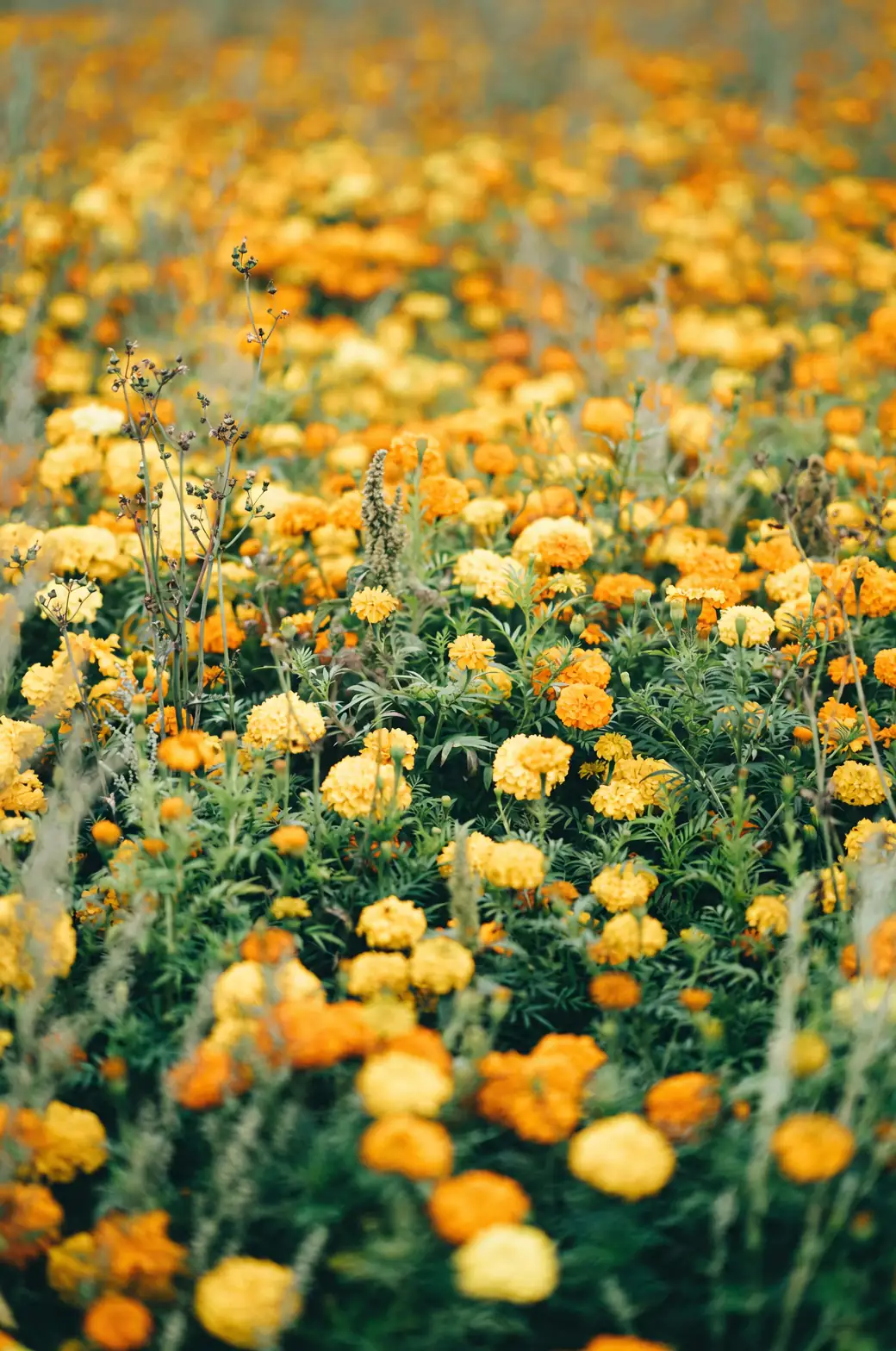 marigold field phytoremediation site