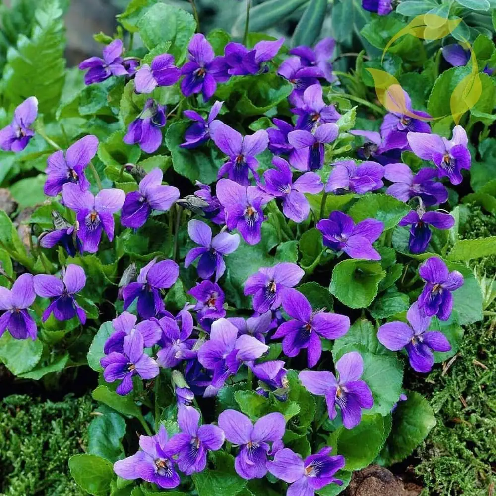 sweet violet under tree shade