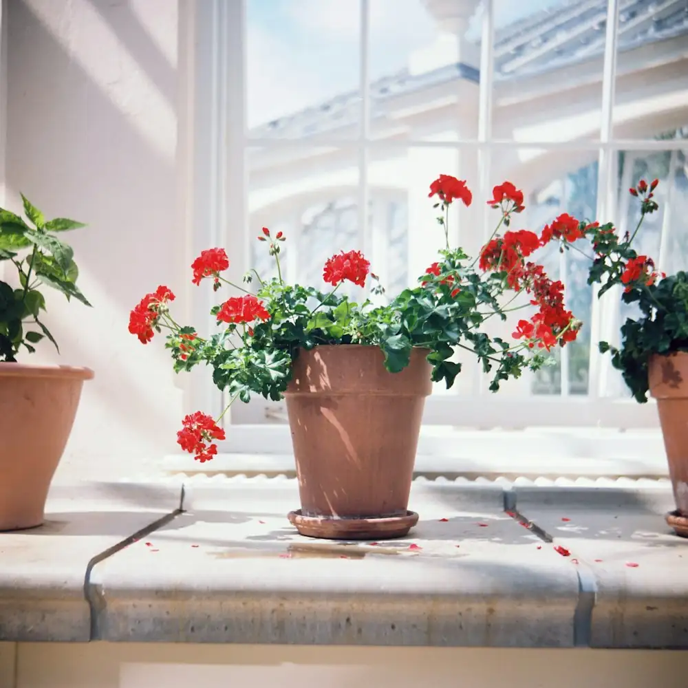 sweet violet terracotta pot