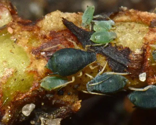 viola odorata aphids on buds