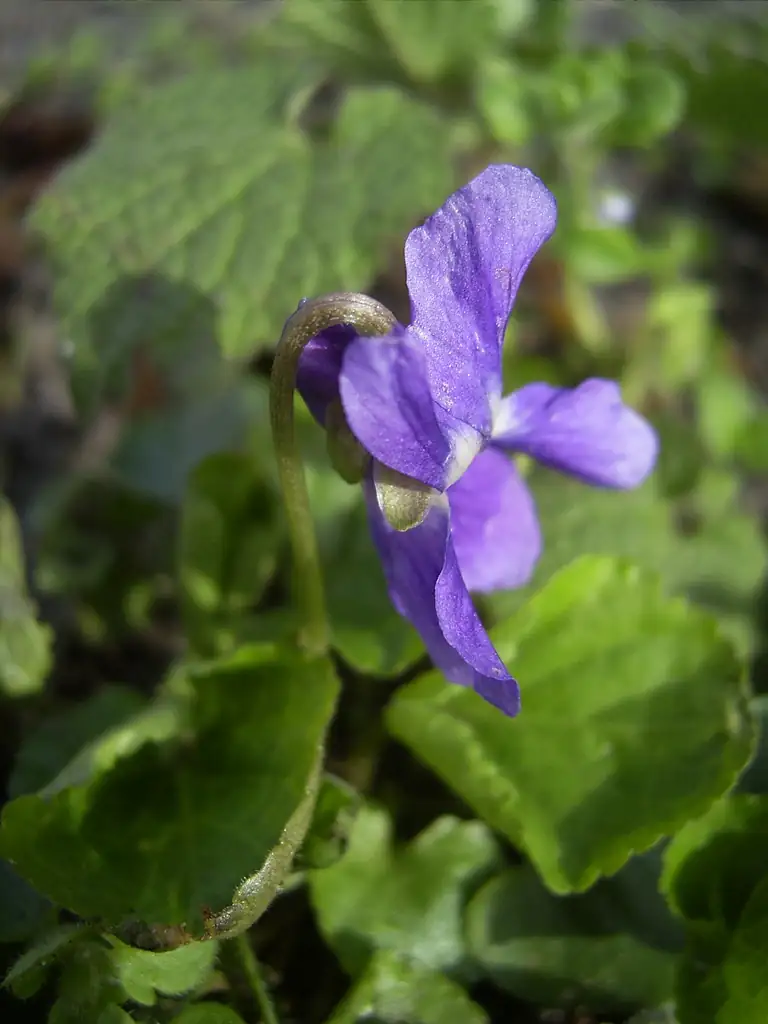 viola odorata spider mites web