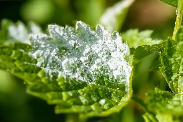 viola odorata powdery mildew leaf