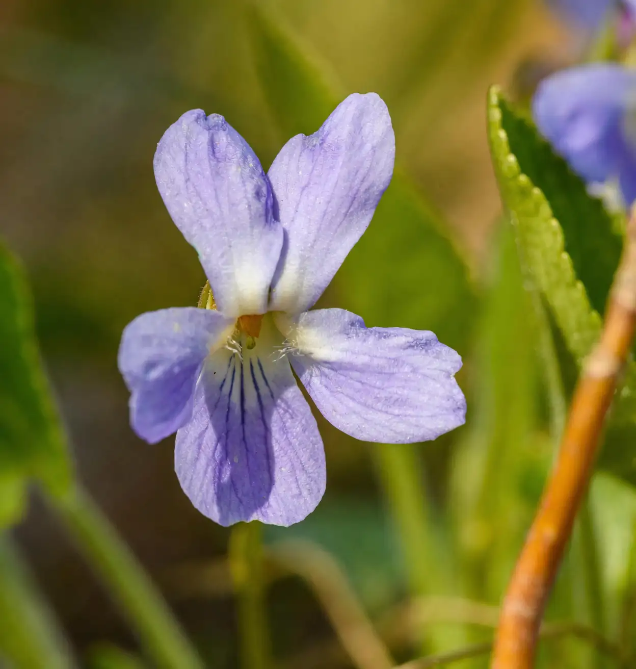 从希腊花环到拿破仑的口袋花：香堇菜如何征服欧洲两千年