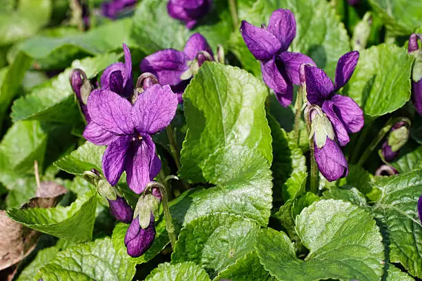 sweet violet windowsill pot