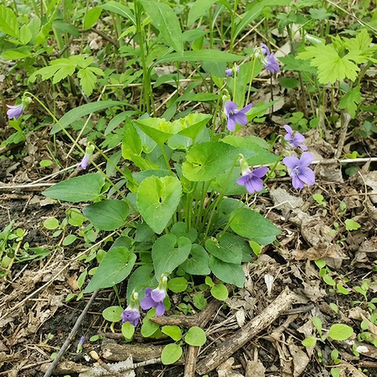 sweet violet heart-shaped leaves