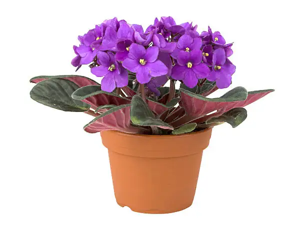 sweet violet indoor windowsill pot
