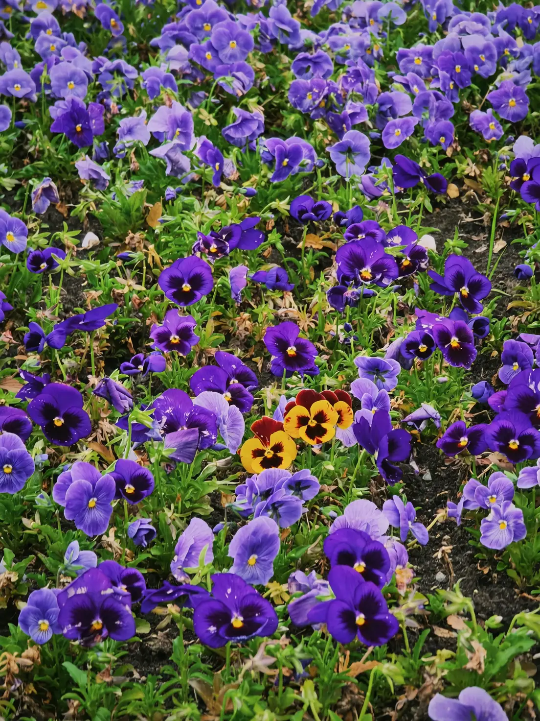 Viola odorata garden edging barrier