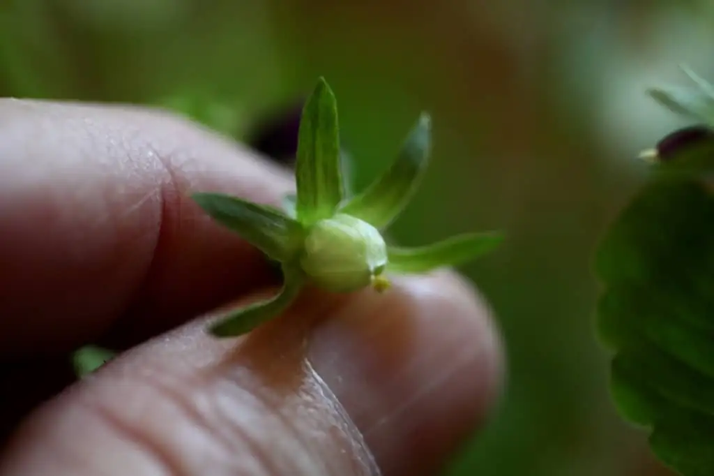 Viola odorata pinching buds hand