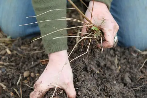 Viola odorata root division steps