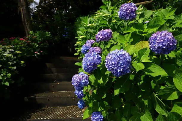 sweet violet with ferns shade garden