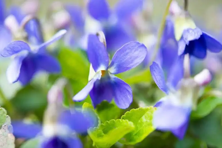 sweet violet with variegated hosta