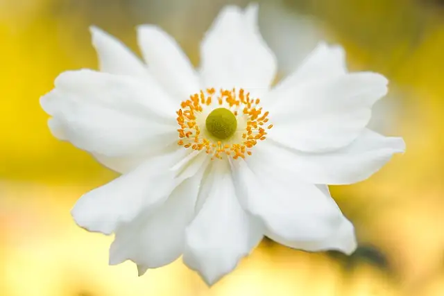 sweet violet with white anemone