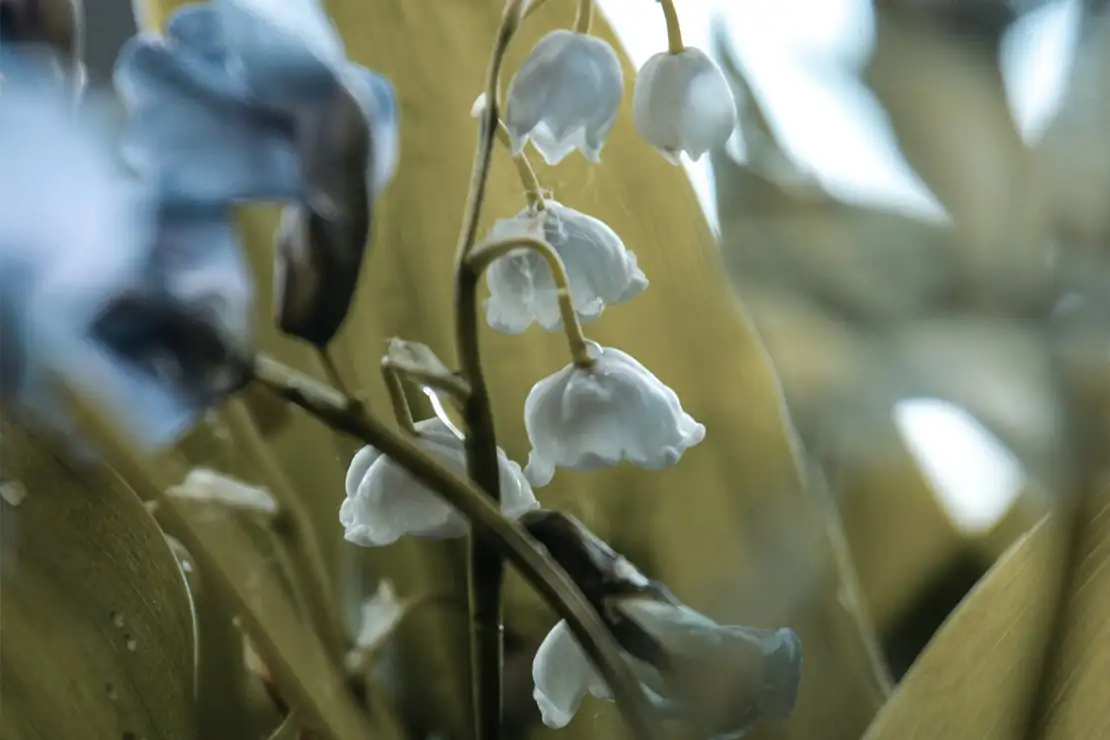 sweet violet with lily of the valley