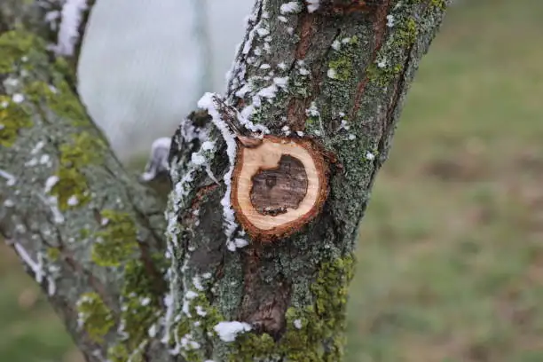 fig tree winter pruning