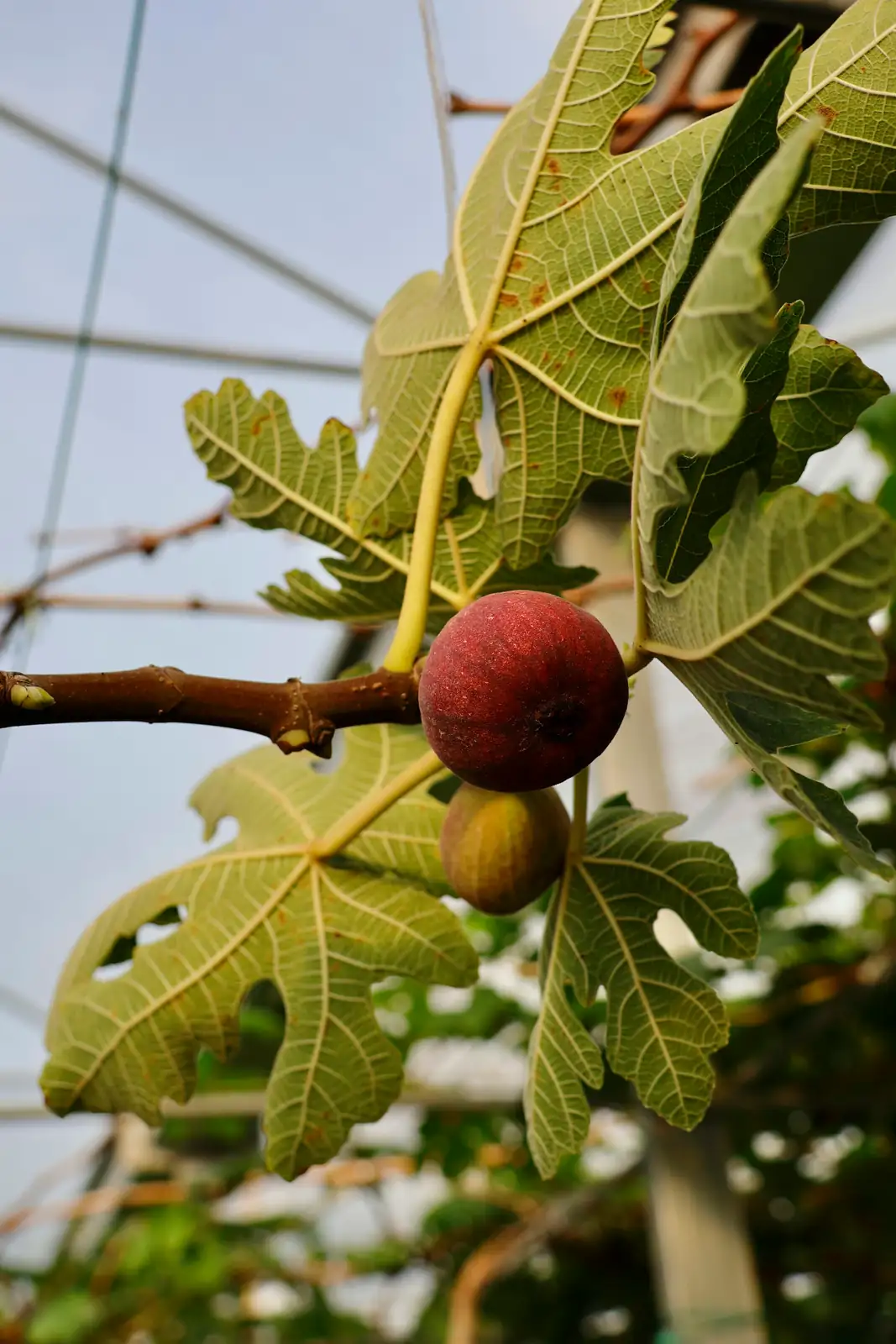 ripe fig honey drop close-up