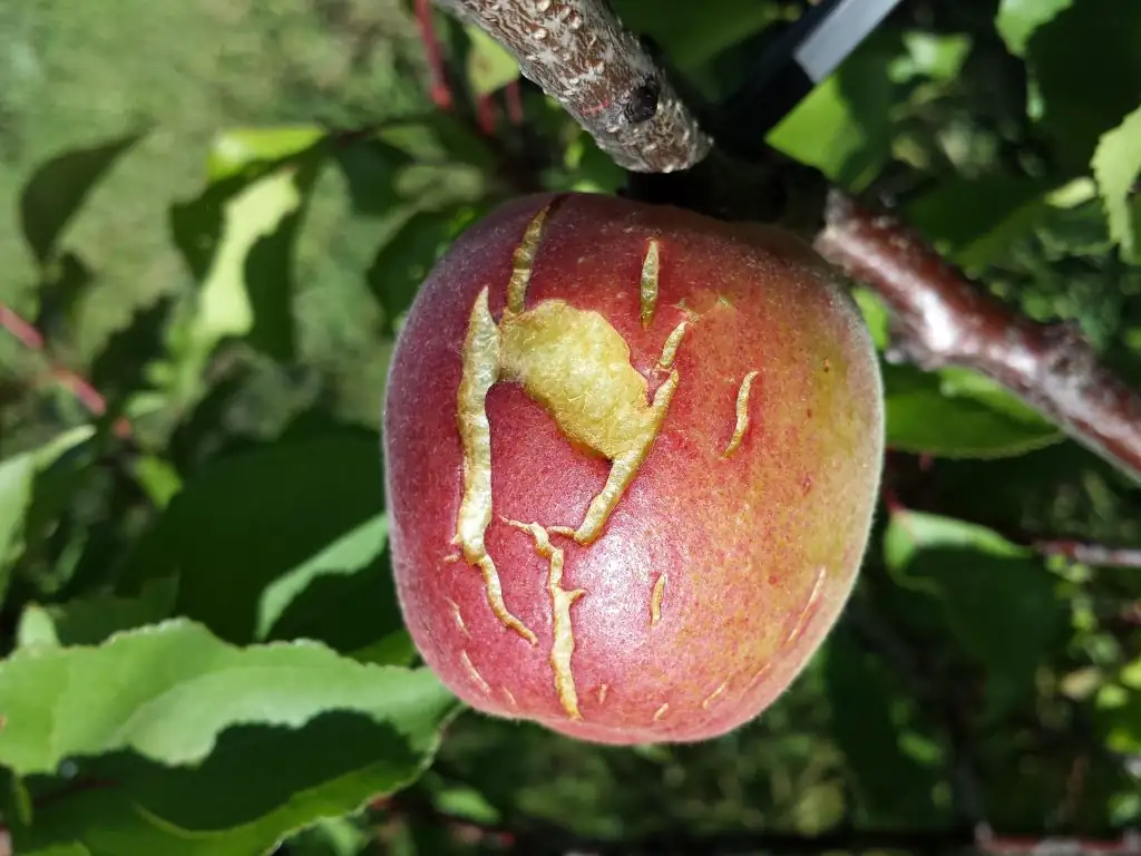 fig fruit cracking after rain
