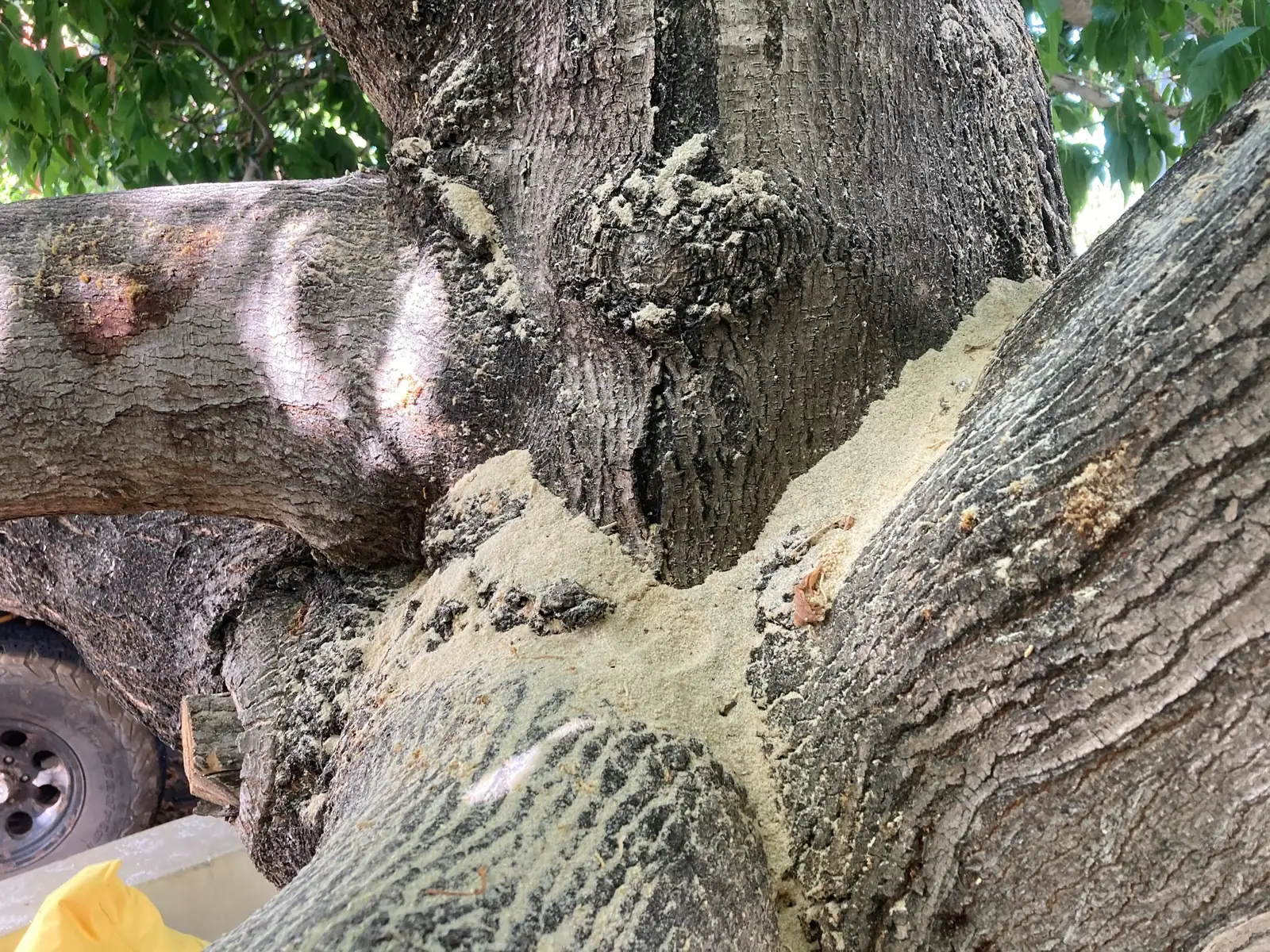 fig trunk borer hole frass
