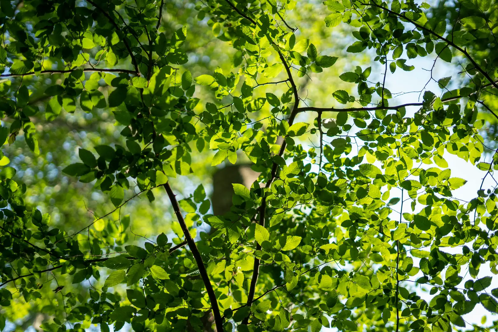 fig pruning open canopy training