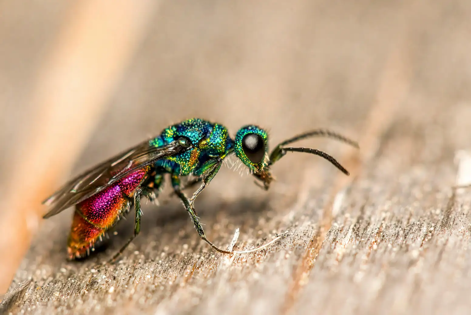 fig syconium cross section wasp