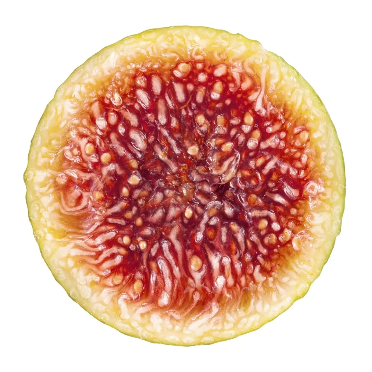 fig cross section seeds macro
