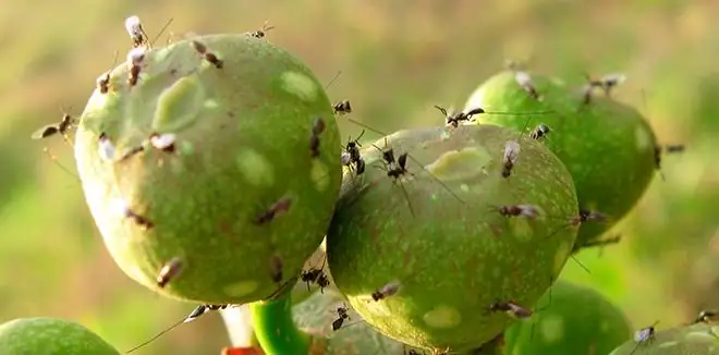 fig wasp entering ostiole macro