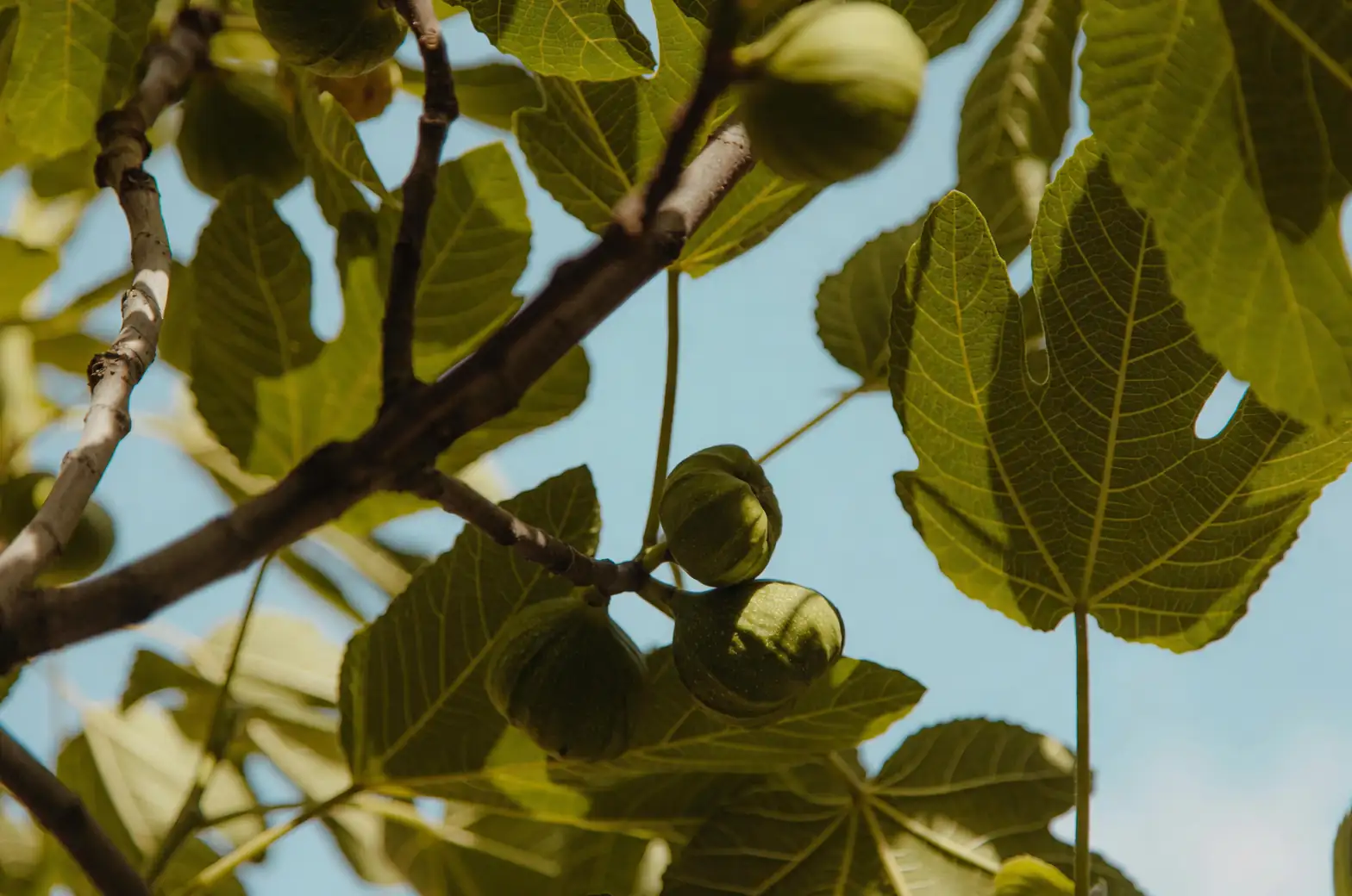 fig branch ripe and unripe fruits
