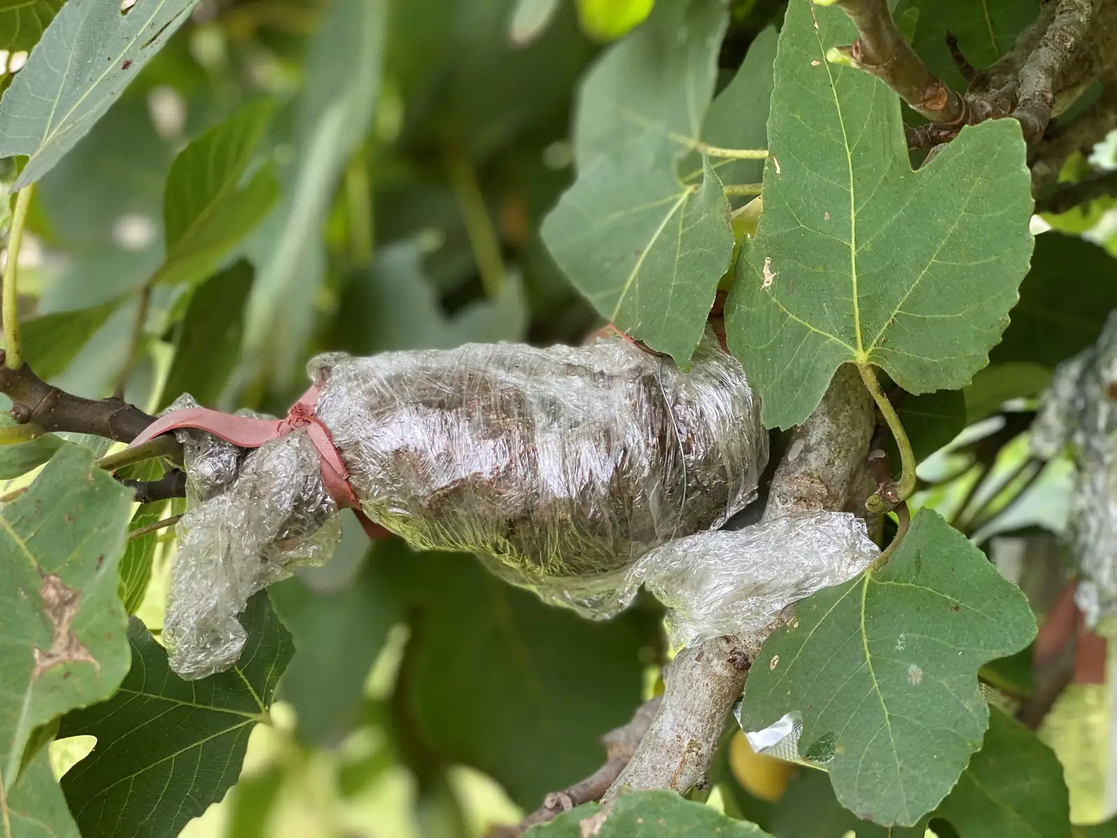 fig air layering sphagnum wrap
