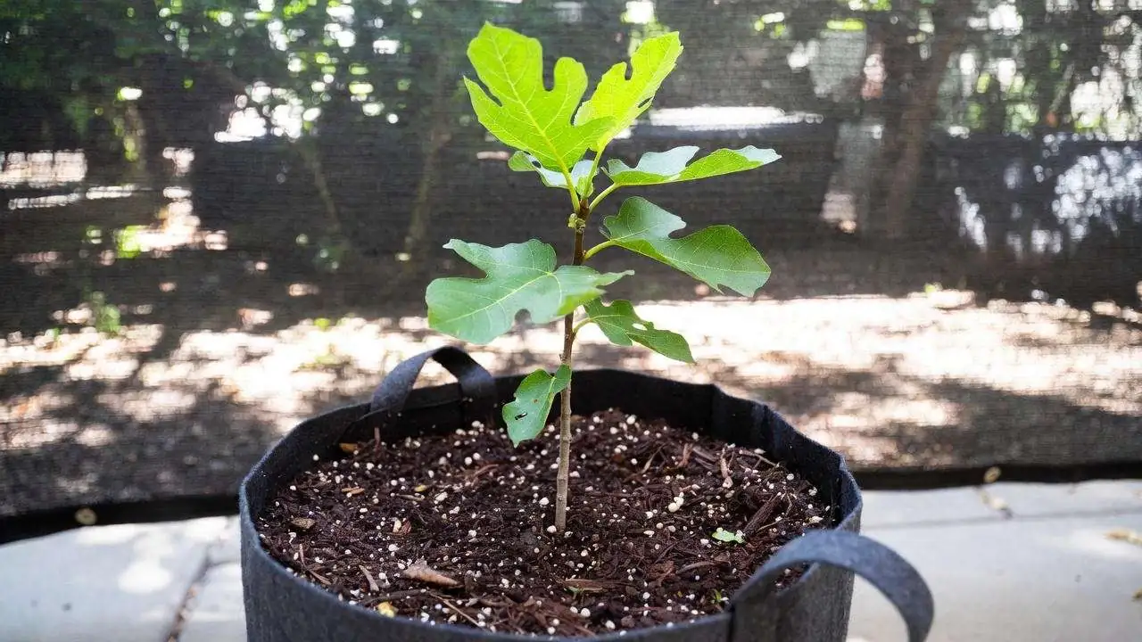 fig sucker division root ball
