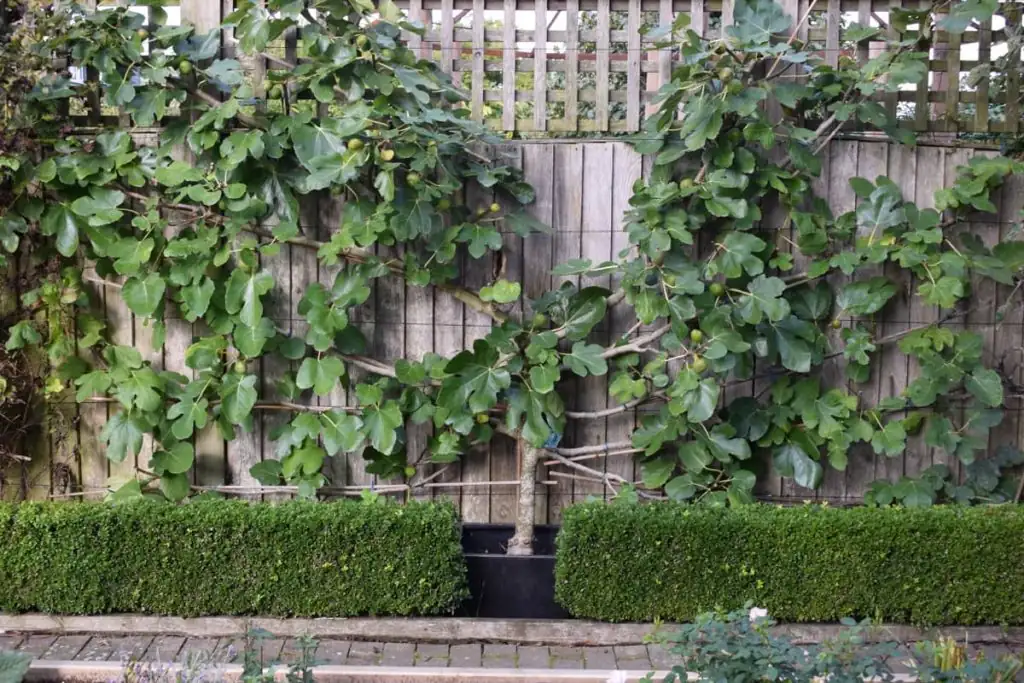 fig fan training trellis wires