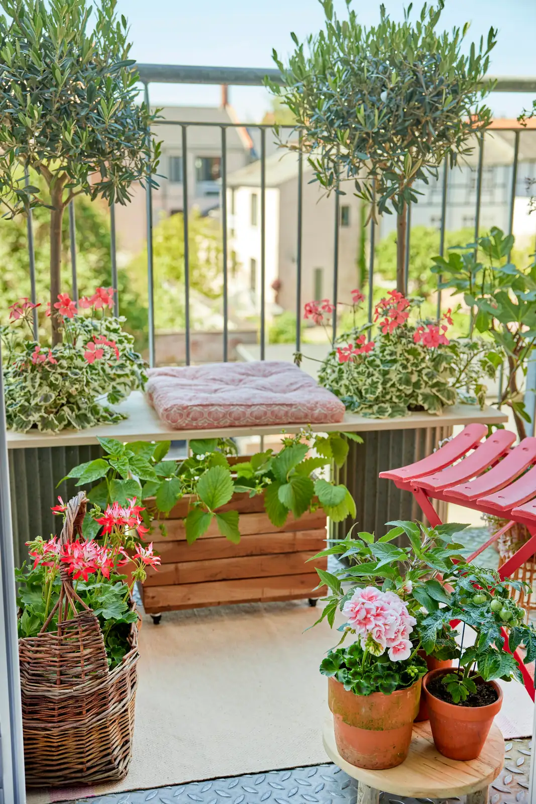 potted fig balcony trellis