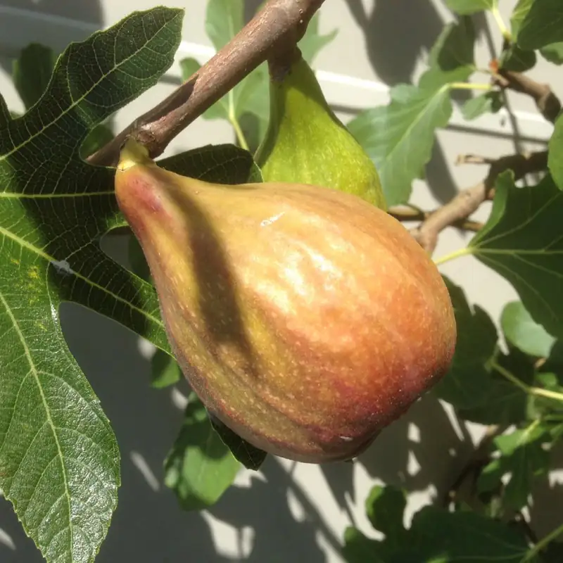 Brunswick fig on branch yellow green