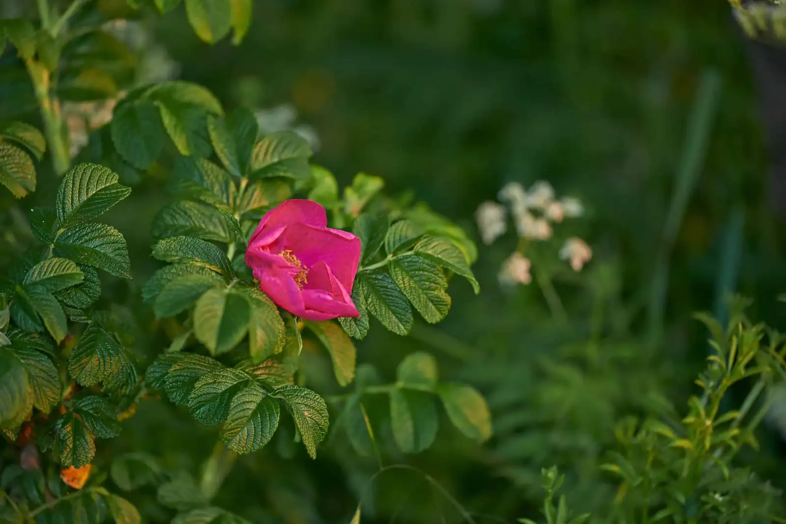 Rooting Rugosa Roses From One Plant to a Whole Hedge: Master… – Oasislink