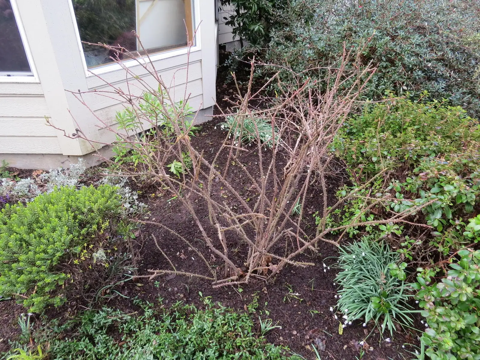 rugosa rose pruning after bloom