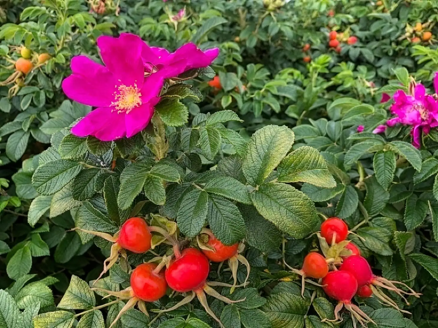 rugosa rose cultivars collage