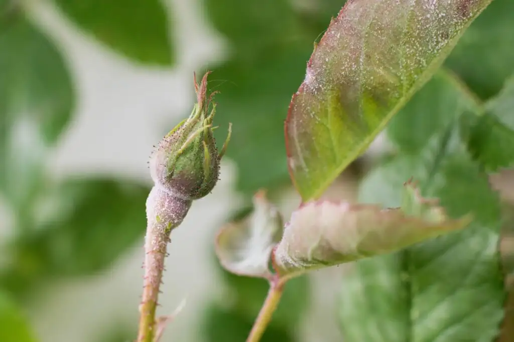 rose powdery mildew on leaves