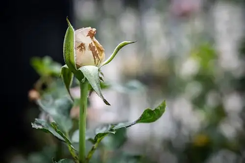 rose botrytis on flower bud