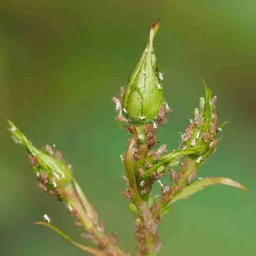 rose aphids on flower buds