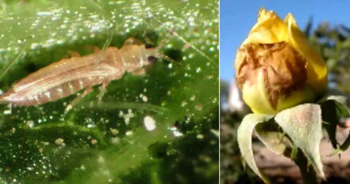 rose thrips damage petals