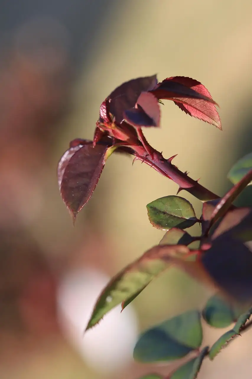 rugosa rose thorn macro red petals