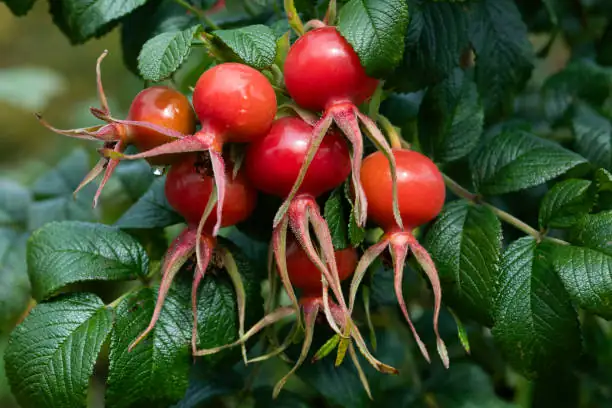 rugosa rose essential oil copper still
