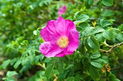 rugosa rose wrinkled leaves close-up