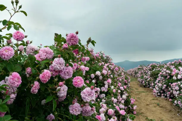 rose harvest Bulgaria Rose Valley