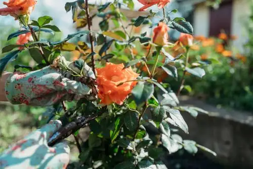 rugosa rose cutting close-up
